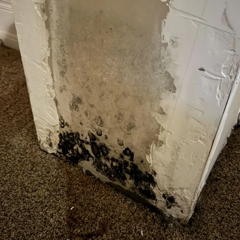 Professional Mold Removal in Dawes County, NE